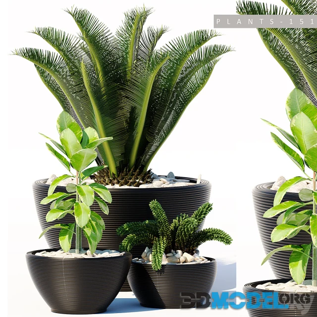 PLANTS 151