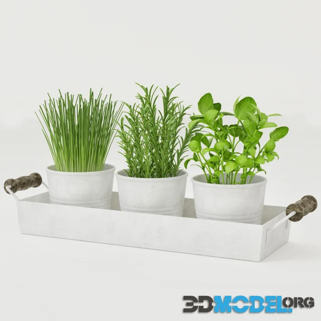 Pots of herbs