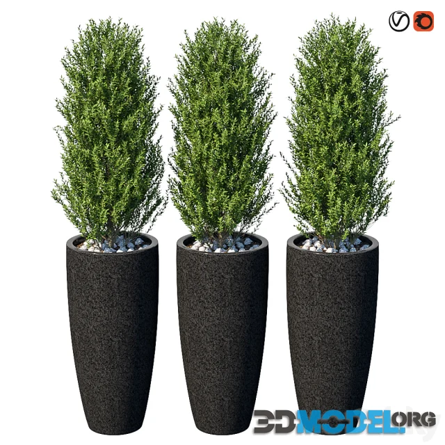 Street bushes in pots VI