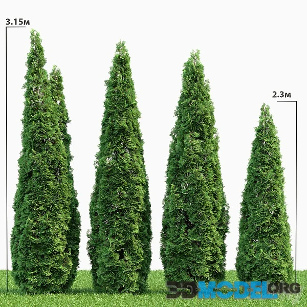 Thuja 2