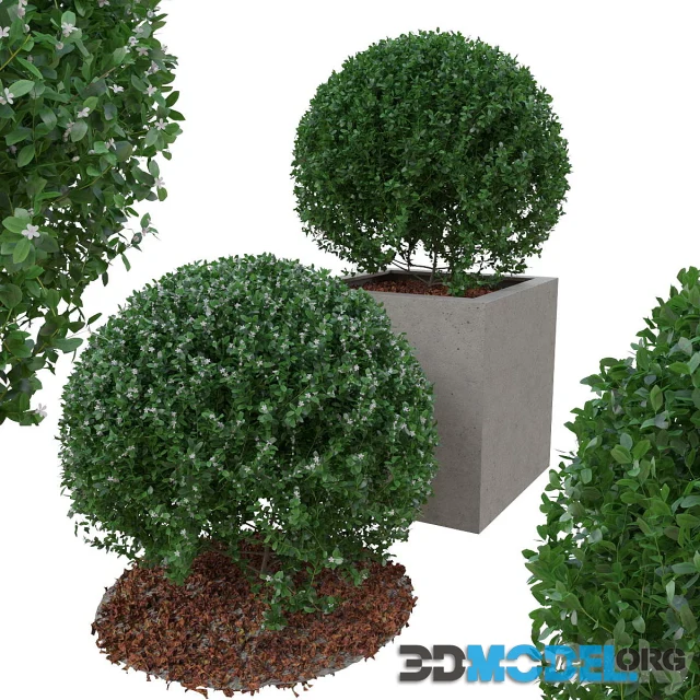 Boxwood bush in the form of a ball (LINCOLN PARK PLANTER)