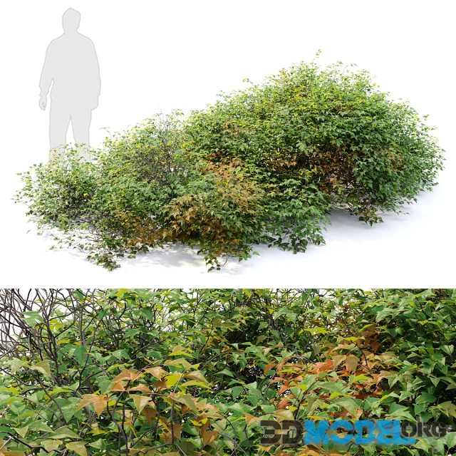 bush 022