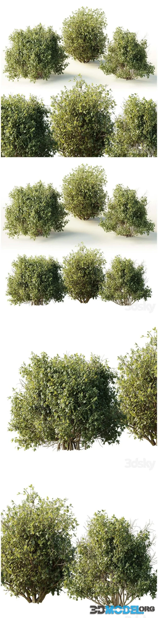 Collection mixed plants bush shrubs set 04