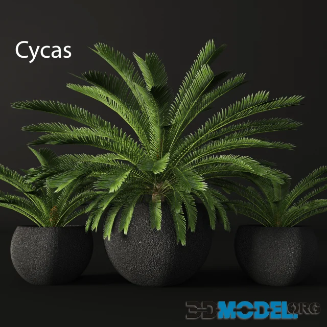 CycasCycas