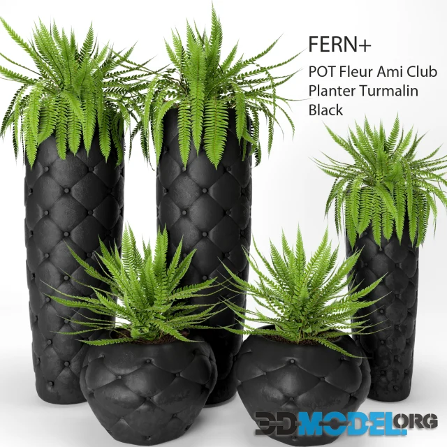 FERN POTS Fleur Ami