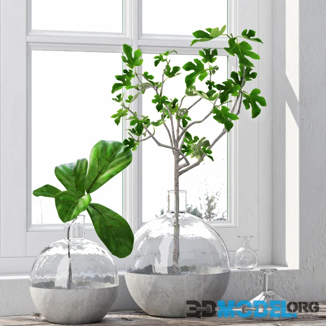 Fig Plants 1