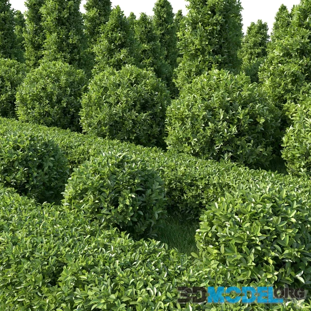 Garden Plant Set 02 Ficus annulata
