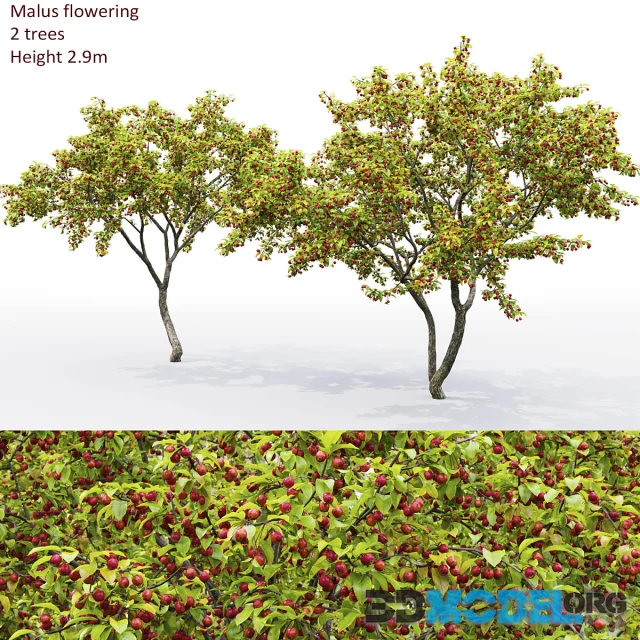 Malus tree
