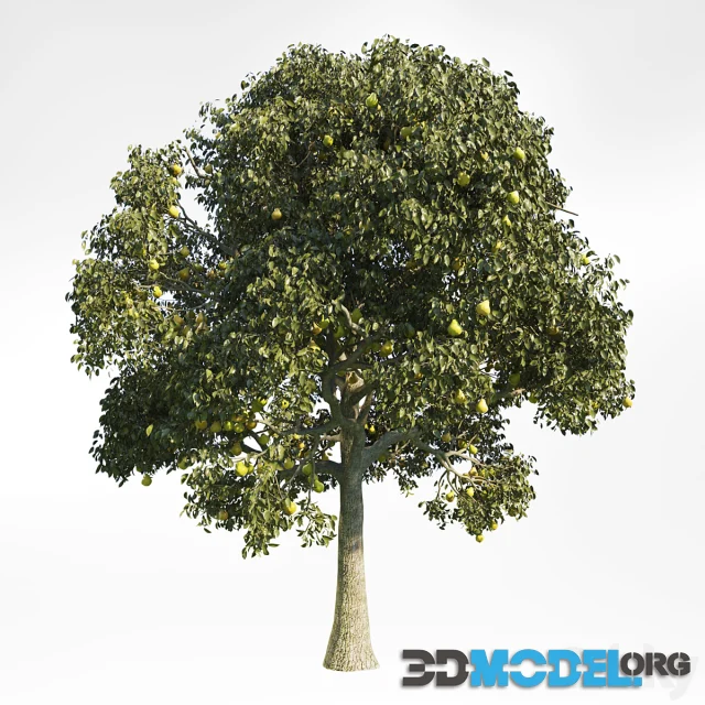 Pear Tree 10