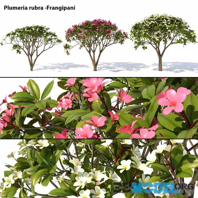 Plumeria rubra – Frangipani Tree