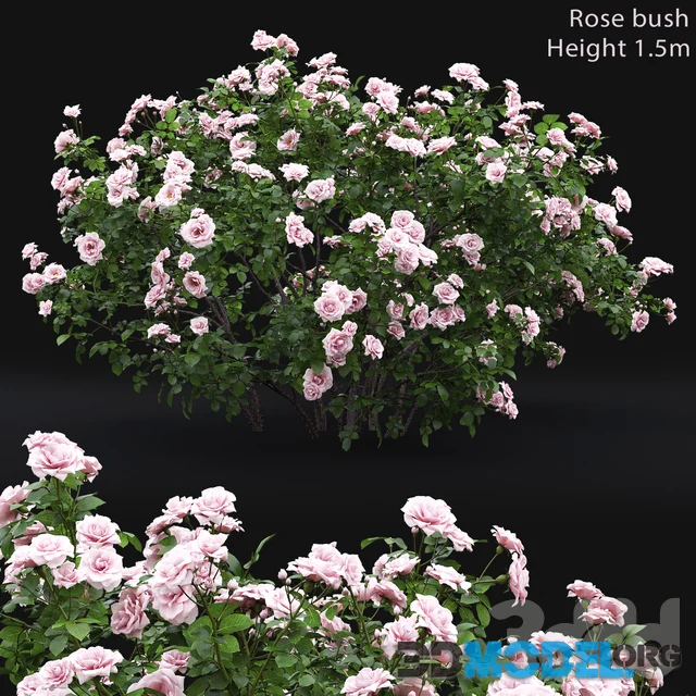 Rose bush 4