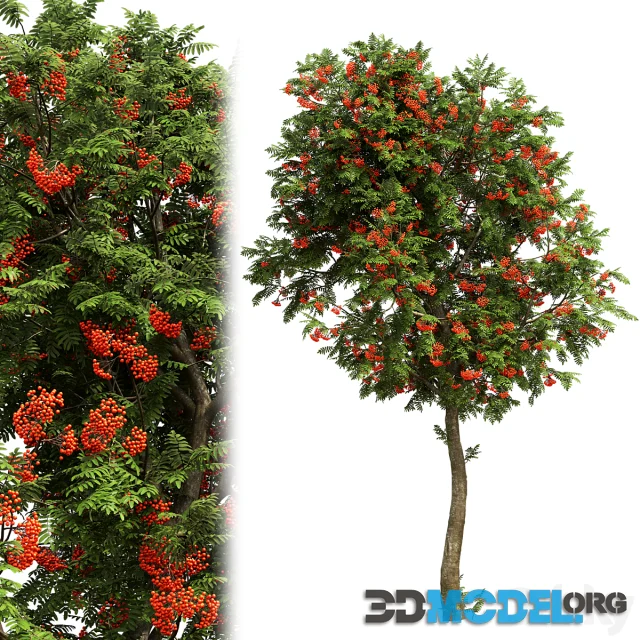 Rowan Tree 3