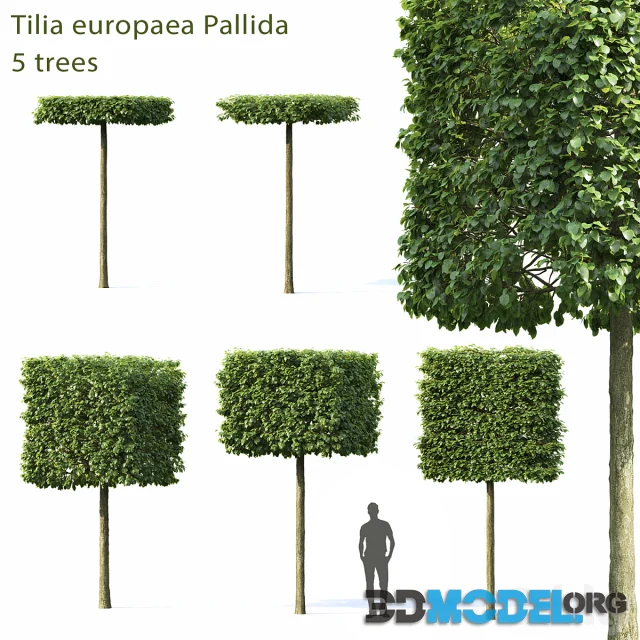 Tilia Europea