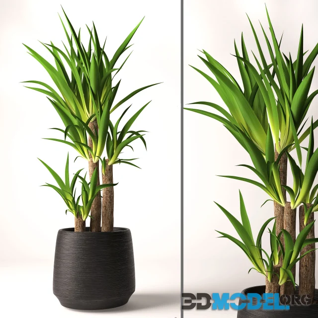 Yucca plant