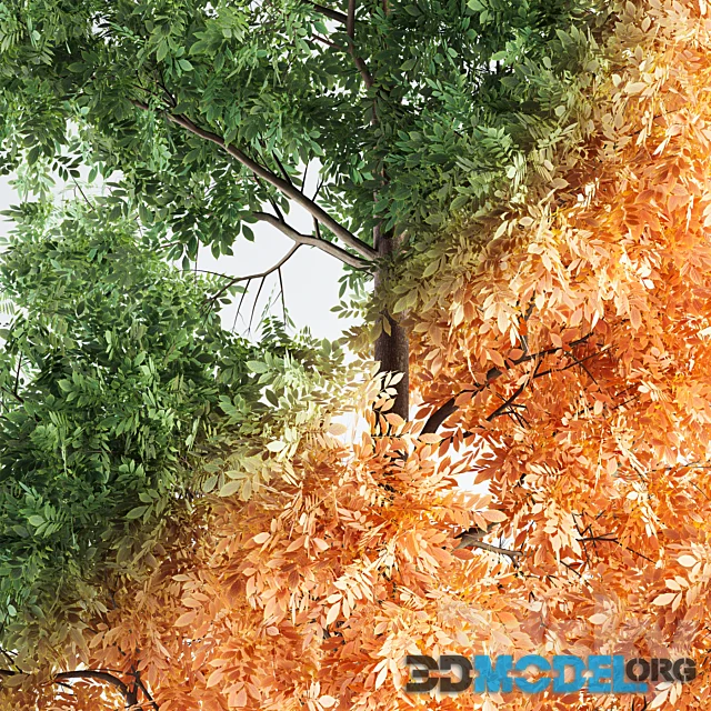 Ash Tree 01