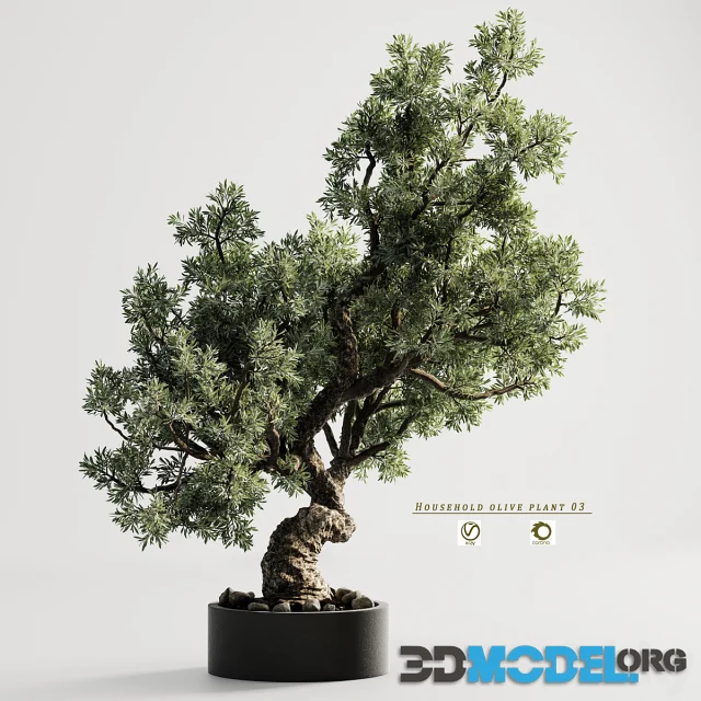 Household olive plant