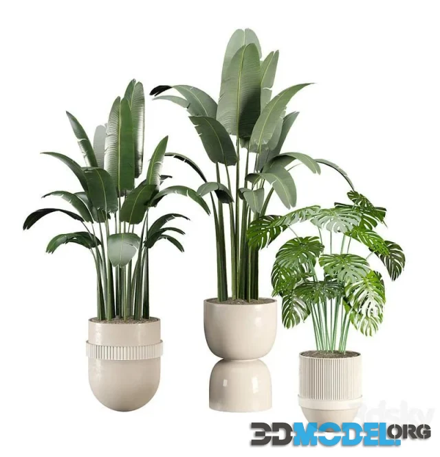 Indoor plant set 002 (monstera and palms)