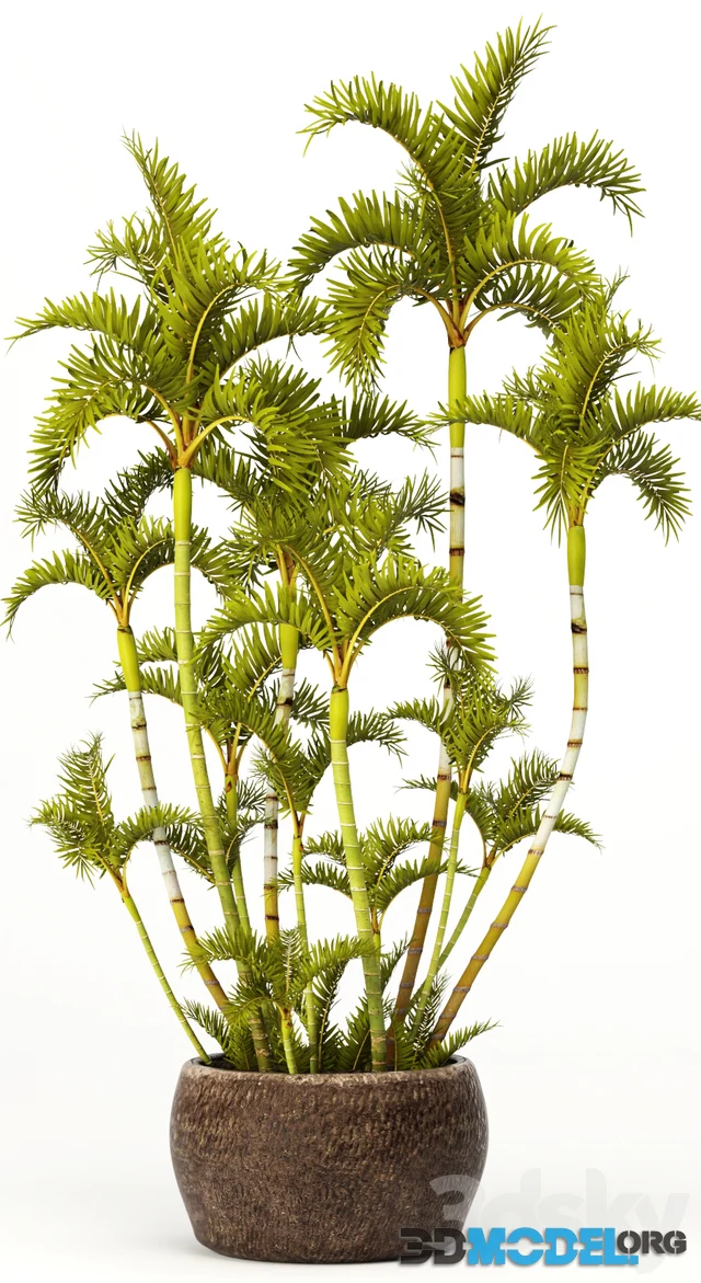 Roystonea decorative palm tree