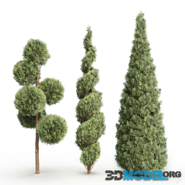 Thuja 1