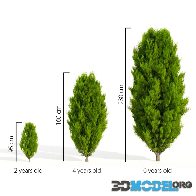 3D Model – Thuja in 3 ages