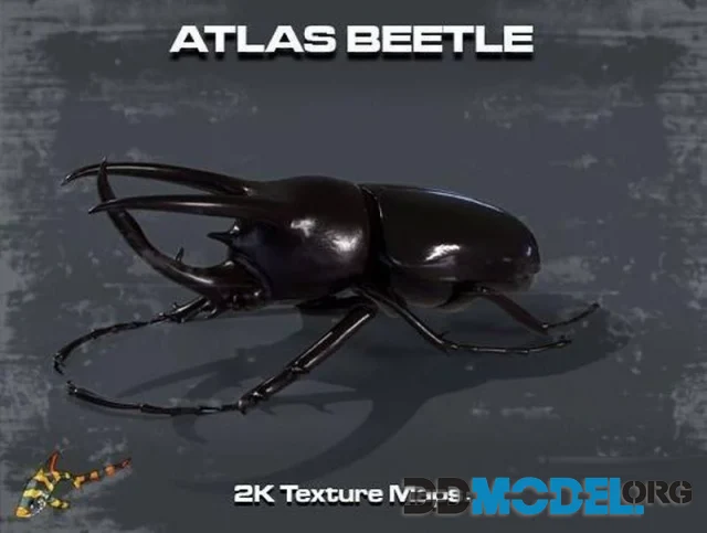 Atlas Beetle (PBR)
