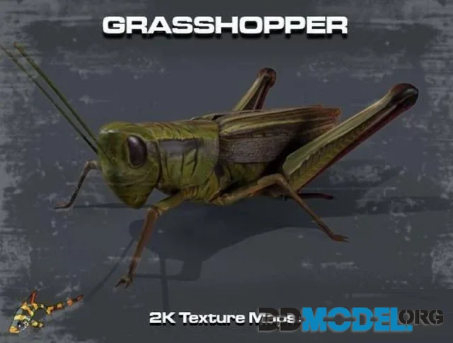 Grasshopper (PBR)