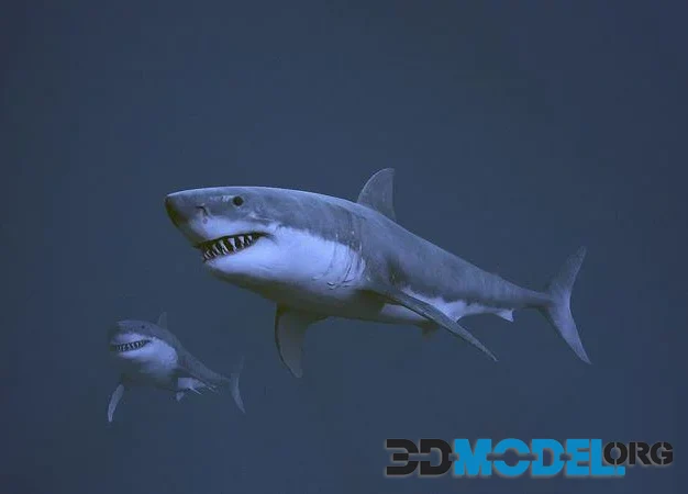 Great white shark (PBR)