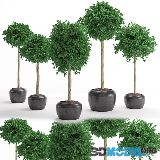 Houseplant 26