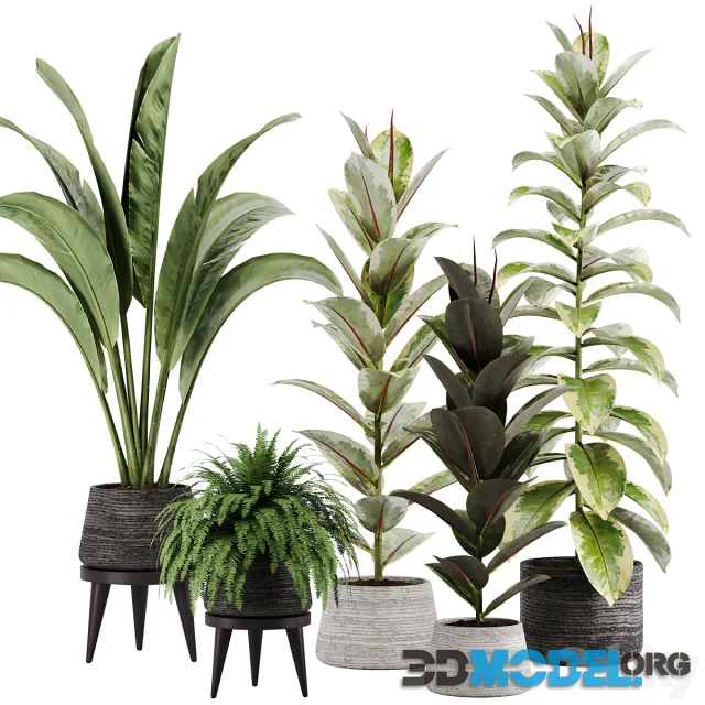 Indoor plant Set 12
