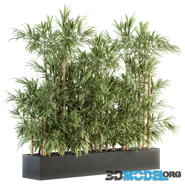 Indoor Plant Set 144 – Bamboo in Plant Box
