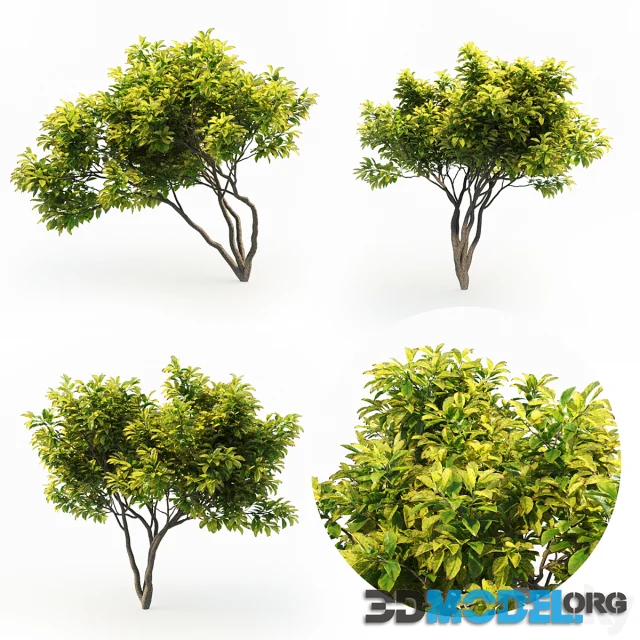 Magnolia (4m) 3 Tree Set