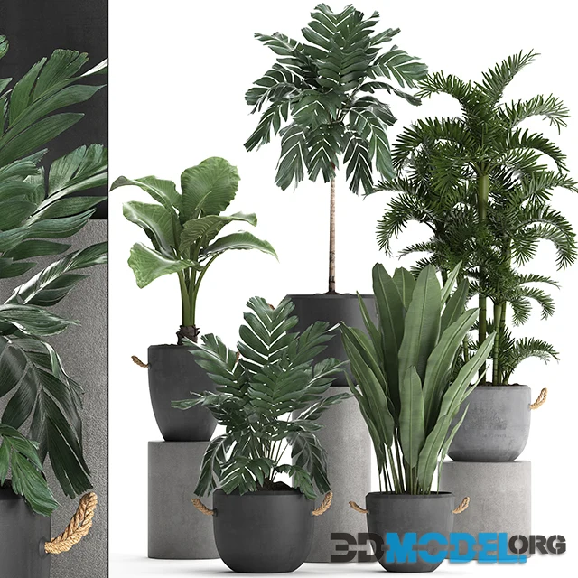 Plant Collection 405