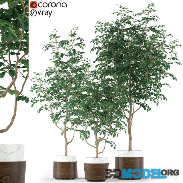 Plants collection 205