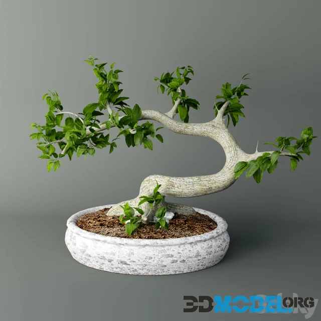 Bonsai Mayogi