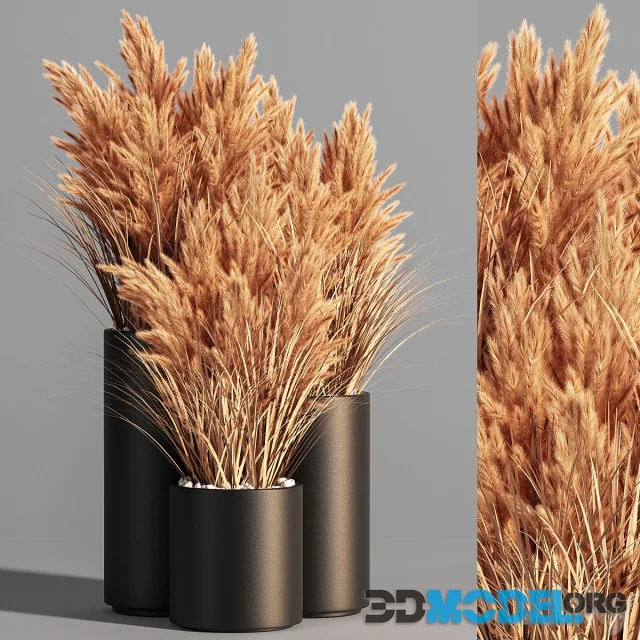 Indoor_Plant_Set_48 (pampas)
