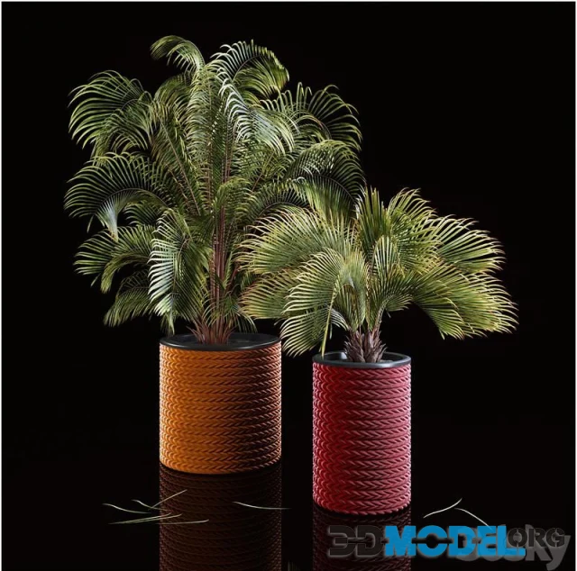 Palms