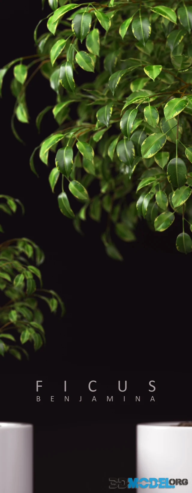 PLANTS 70