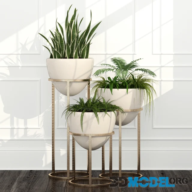 Room plants 14