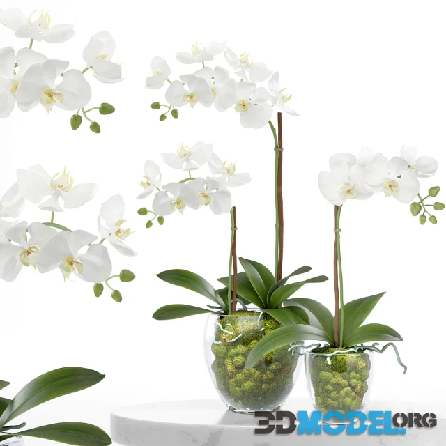 Treez plants set 28