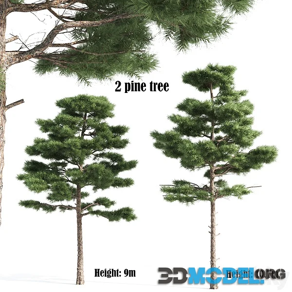 2 Pine Vray