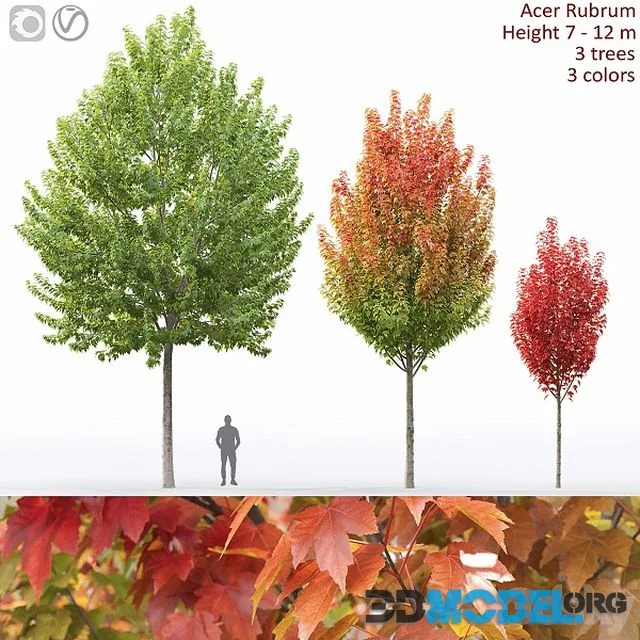 Acer