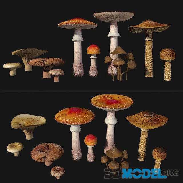 Mushrooms Set1