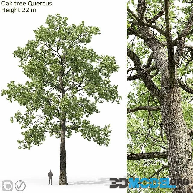 3D Model – Oak-tree 05 (22m) Quercus