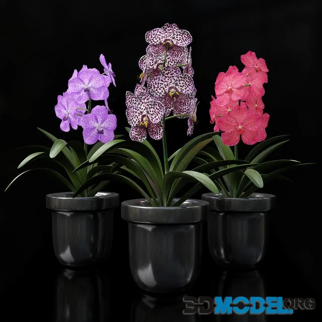 Orchid Vandal