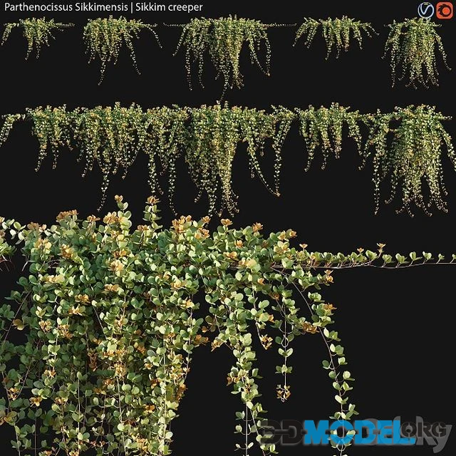 Parthenocissus Sikkimensis Sikkim Creeper 02