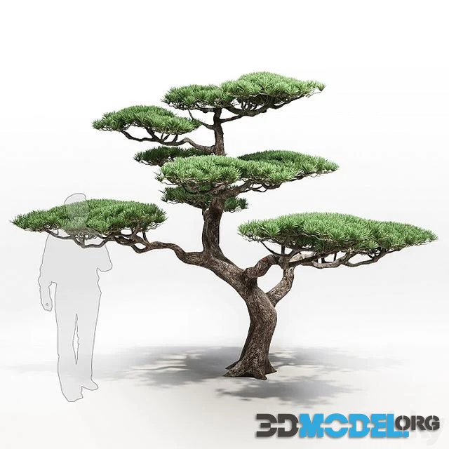 pine