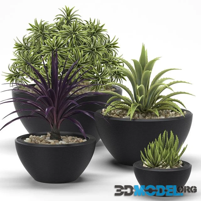PLANTS 17