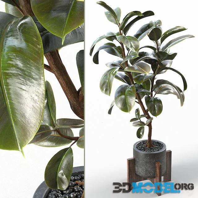 Rubber Tree 004