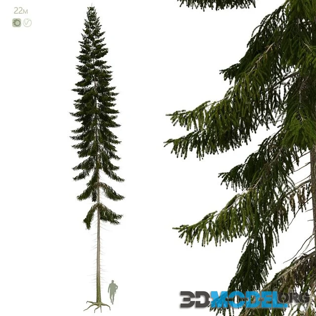 Spruce 22m