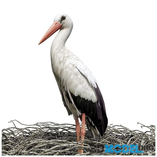 Stork